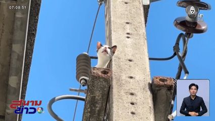 แมวตกใจเสียงพลุ ปีนเสาหม้อแปลงไฟฟ้า จ.นครศรีธรรมราช
