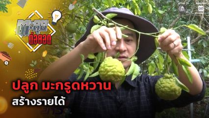 ตะลุยต่อยอด : ปลูก มะกรูดหวาน สร้างรายได้