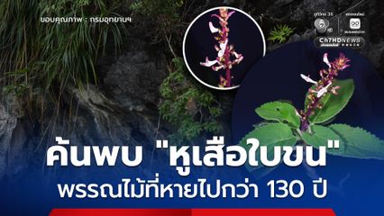 กรมอุทยานฯ ค้นพบ "หูเสือใบขน" พรรณไม้หายากที่หายไปกว่า 130 ปี กลางหน้าผาเขาหินปูนอ่าวพังงา-เขาสก