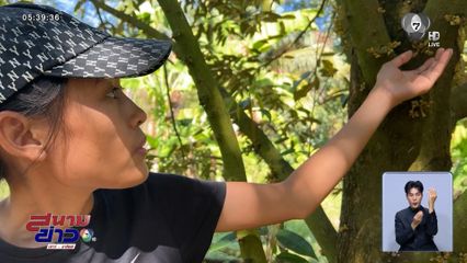 เจ้าของสวนทุเรียน โอด ถ้าดอกร่วงก็จบ 