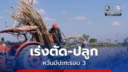 เกษตรกรชายแดนไทยกัมพูชา เร่งตัด-ปลูกอ้อย เพื่อให้ทันเวลา หวั่นมีปะทะรอบ 3