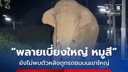 ยังไม่พบพลายเบี่ยงใหญ่ หมูสี หลังถูกรถชนที่เขาใหญ่