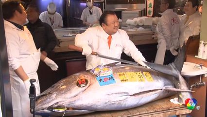 ทุบสถิติประมูล ทูนา ตัวละกว่า 100 ล้านบาท