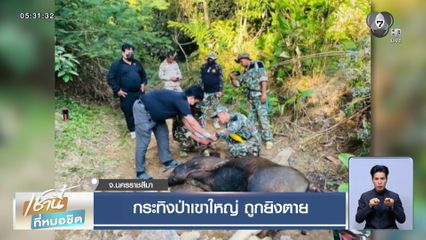 กระทิงป่าเขาใหญ่ ถูกยิงตาย