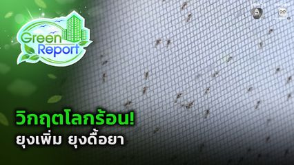Green Report :  วิกฤตโลกร้อน ยุงเพิ่ม ยุงดื้อยา
