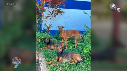 หมาดุ รุมกัดเด็กในโรงเรียน