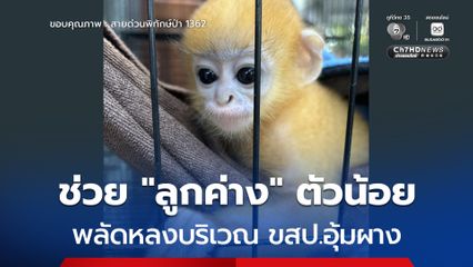 ช่วย “ลูกค่าง” พลัดหลง บริเวณ ขสป.อุ้มผาง นำไปอนุบาล ก่อนเตรียมพร้อมปล่อยกลับคืนสู่ธรรมชาติ