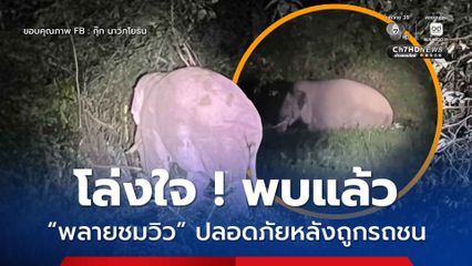 โล่งใจ ! พบตัวแล้ว พลายชมวิว ปลอดภัยดีหลังถูกรถชนบนเขาใหญ่