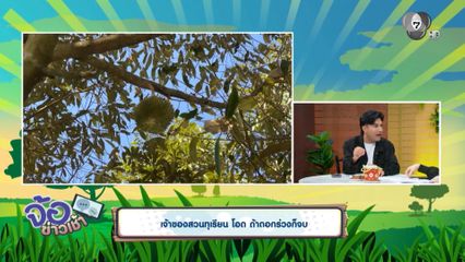 เจ้าของสวนทุเรียน โอด ถ้าดอกร่วงก็จบ