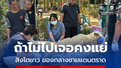 ป่วยรุนแรง กรมอุทยานฯ ระดมทีมสัตวแพทย์ เร่งรักษาสิงโตขาวของกลางชายแดน