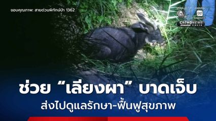 เจ้าหน้าที่ ขสป.เขากระปุก–เขาเตาหม้อ ช่วย “เลียงผา” ได้รับบาดเจ็บ นำส่งไปดูแลรักษา