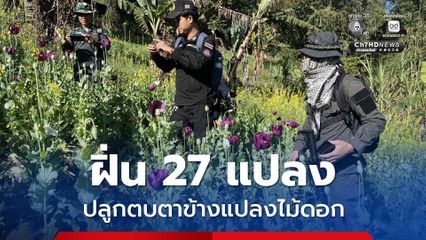 กวาดล้างพื้นที่ปลูกฝิ่น 27 แปลง ปลูกชิดแปลงดอกไม้