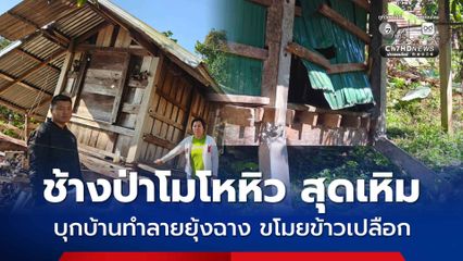 ช้างป่าโมโหหิว สุดเหิมบุกบ้านทำลายยุ้งฉาง ขโมยข้าวเปลือก