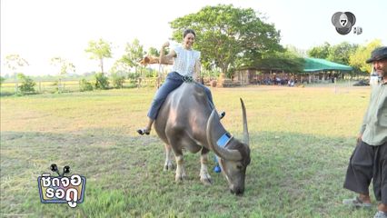 ส่องความน่ารักของเจ้านวล น้องควายที่ จาด้า เห็นแล้วต้องขอขี่ | ชิดจอรอดู | 11 ม.ค.69
