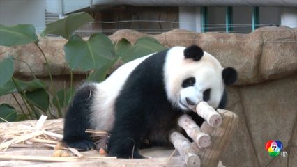 มาเลเซีย เปิดตัวแพนด้ายักษ์คู่ใหม่