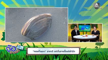 “หอยท้ายเภา” ราคาดี แห่เก็บขายตั้งแต่เช้ามืด