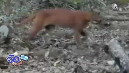 พบ “เสือไฟ” สัตว์หายากใกล้สูญพันธุ์