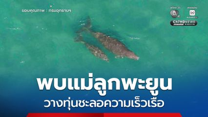 พบแม่ลูกพะยูนสุขภาพดี ที่อ่าวทึง อุทยานแห่งชาติหาดนพรัตน์ธารา-หมู่เกาะพีพี พร้อมเฝ้าระวัง วางทุ่นชะลอความเร็วเรือ