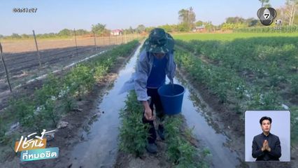 ดาวเรืองแปลงนี้ ดูแลโดยชายพิการ