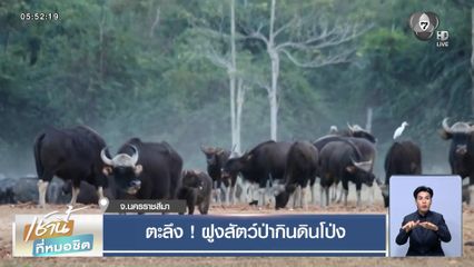 ตะลึง ! ฝูงสัตว์ป่ากินดินโป่ง จ.นครราชสีมา