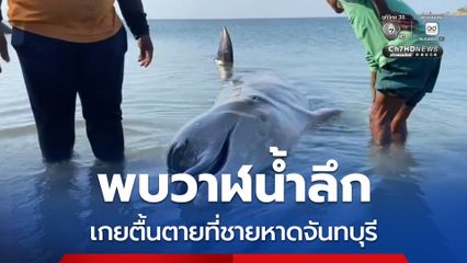 พบวาฬน้ำลึก เกยตื้นตายที่ชายหาดจันทบุรี