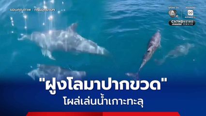 ฝูงโลมาปากขวด โผล่เล่นน้ำเกาะทะลุ ตอกย้ำความสมบูรณ์ทะเลเขาแหลมหญ้า-เกาะเสม็ด