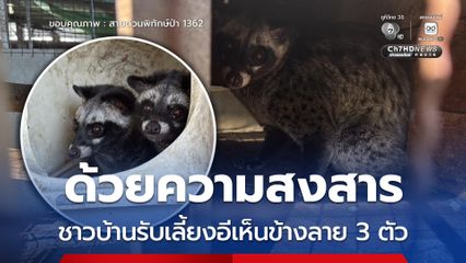 ด้วยความสงสาร ชาวบ้านรับเลี้ยงอีเห็นข้างลาย 3 ตัว