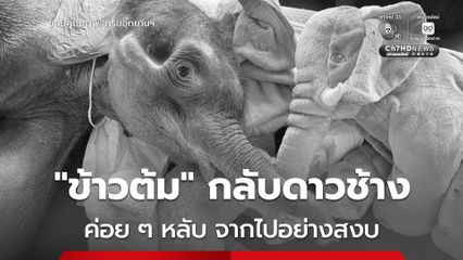 สลด ! ลูกช้างป่า “ข้าวต้ม” กลับดาวช้าง หลับและจากไปอย่างสงบ