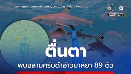 ตื่นตา พบฉลามครีบดำอ่าวมาหยา 89 ตัว