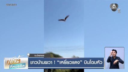 ชาวบ้านผวา ! เหยี่ยวแดง บินโฉบหัว