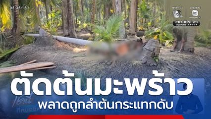 ตัดต้นมะพร้าว แต่พลาดถูกลำต้นกระแทกเสียชีวิต
