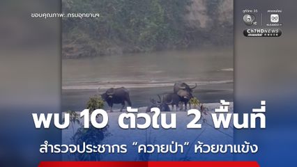 สำรวจประชากร “ควายป่า” ห้วยขาแข้ง พบโดยตรง 10 ตัวใน 2 พื้นที่ พร้อมติดตั้งกล้องดักถ่าย 25 จุด