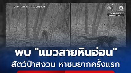 พบแมวลายหินอ่อน สัตว์ป่าสงวนหาชมยากครั้งแรก ณ น้ำตกป่าละอู ในอุทยานฯ แก่งกระจาน