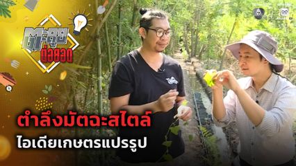 ตะลุยต่อยอด : ตำลึงมัตฉะสไตล์ ไอเดียเกษตรแปรรูป
