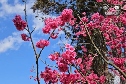 ซากุระญี่ปุ่นแท้กว่า 5,000 ต้น บานสะพรั่งกลางดอยอ่างขาง