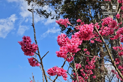 ซากุระญี่ปุ่นแท้กว่า 5,000 ต้น บานสะพรั่งกลางดอยอ่างขาง