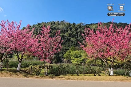 ซากุระญี่ปุ่นแท้กว่า 5,000 ต้น บานสะพรั่งกลางดอยอ่างขาง