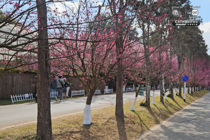 ซากุระญี่ปุ่นแท้กว่า 5,000 ต้น บานสะพรั่งกลางดอยอ่างขาง