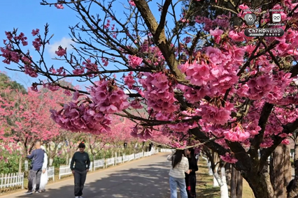 ซากุระญี่ปุ่นแท้กว่า 5,000 ต้น บานสะพรั่งกลางดอยอ่างขาง