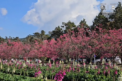 ซากุระญี่ปุ่นแท้กว่า 5,000 ต้น บานสะพรั่งกลางดอยอ่างขาง