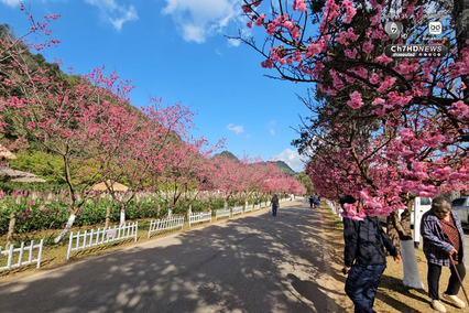 ซากุระญี่ปุ่นแท้กว่า 5,000 ต้น บานสะพรั่งกลางดอยอ่างขาง