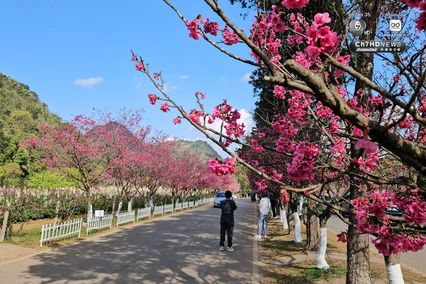 ซากุระญี่ปุ่นแท้กว่า 5,000 ต้น บานสะพรั่งกลางดอยอ่างขาง