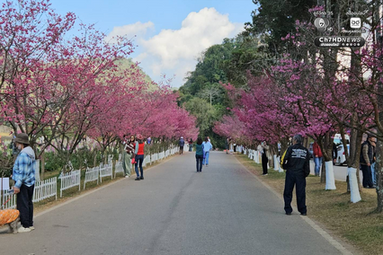 ซากุระญี่ปุ่นแท้กว่า 5,000 ต้น บานสะพรั่งกลางดอยอ่างขาง