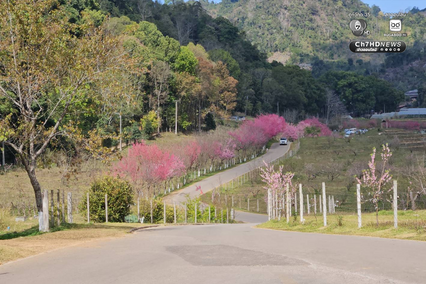 ซากุระญี่ปุ่นแท้กว่า 5,000 ต้น บานสะพรั่งกลางดอยอ่างขาง