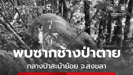 เจ้าหน้าที่ อช.สันกาลาคีรี เข้าตรวจสอบ “ซากช้างป่า” ตาย ในป่าสะบ้าย้อย ประสานทีมสัตวแพทย์พิสูจน์สาเหตุอย่างละเอียด