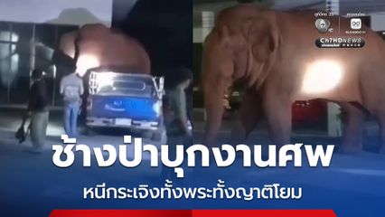 “พลายด้วน” ช้างป่าเขาใหญ่บุกเข้าวัด ขณะมีงานศพ ทั้งพระทั้งโยมวิ่งหนีแตกกระเจิง