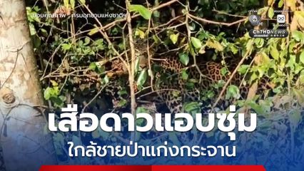เสือดาวแอบซุ่ม ใกล้ชายป่าแก่งกระจาน