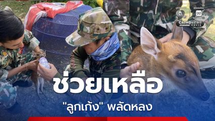 เจ้าหน้าที่สำนักบริหารพื้นที่อนุรักษ์ที่ 3 สาขาเพชรบุรี  ช่วยเหลือ "ลูกเก้ง" พลัดหลง