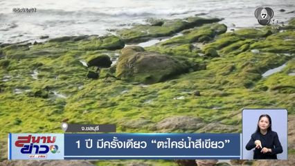 1 ปี มีครั้งเดียว ตะไคร่น้ำสีเขียว จ.ชลบุรี