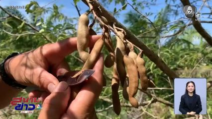 ปลูก มะขามแดง เงินล้าน จ.ตรัง